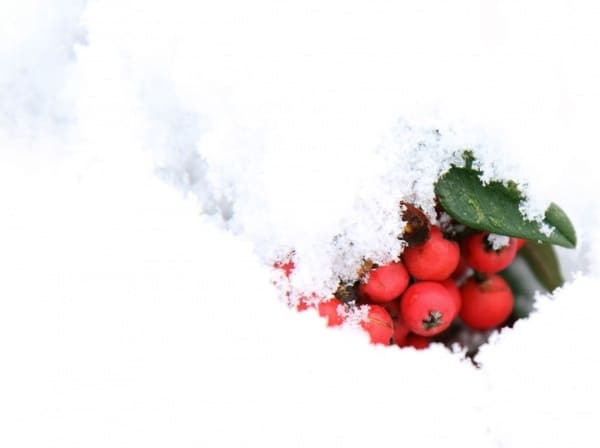 berries
